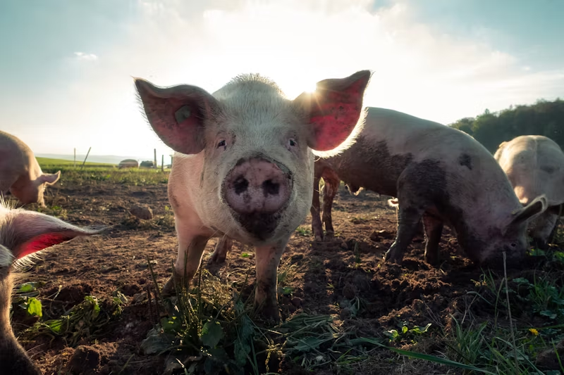pigs in the mud