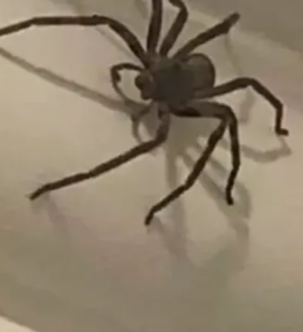 Fen Raft Spider 