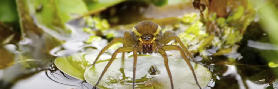 Fen Raft Spider 