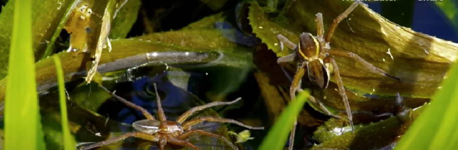 Rare Fen Raft Spiders 