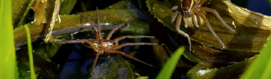 Fen Raft Spiders 