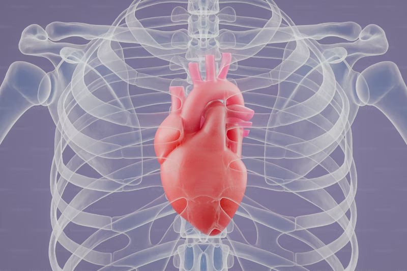 heart inside ribcage