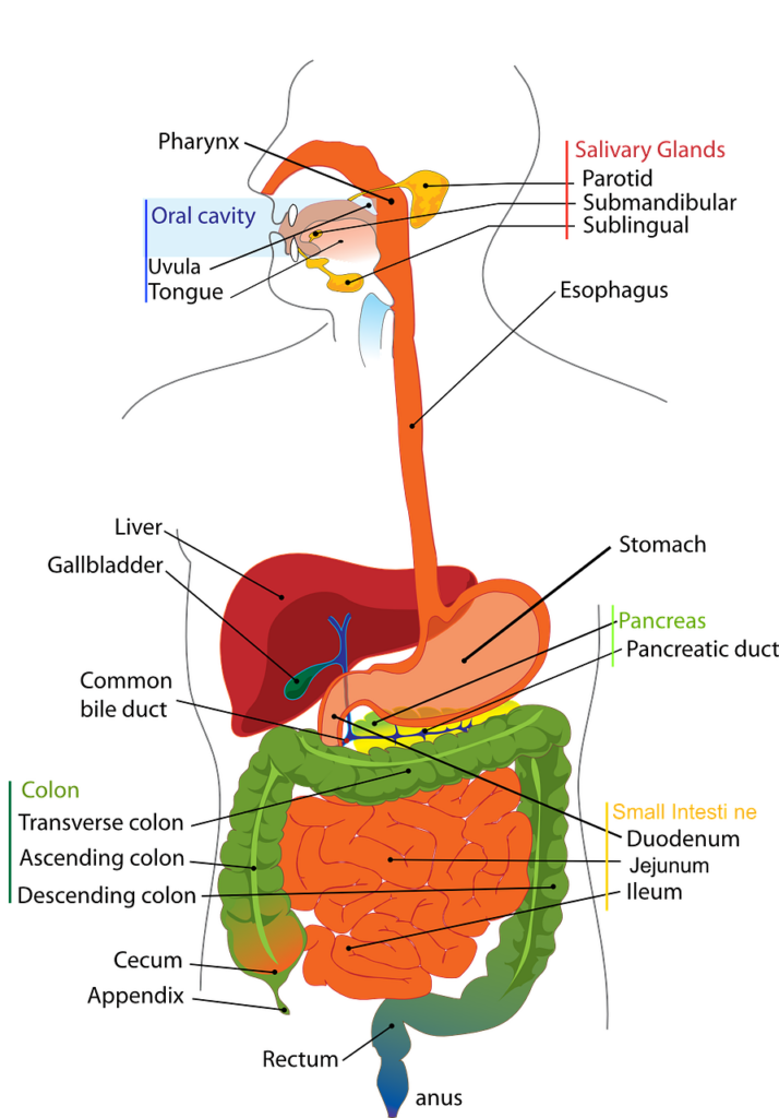 The colon is over on the left side