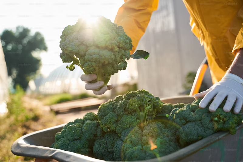 small pile of broccoli