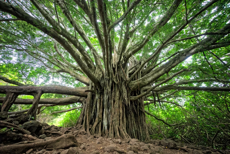 very old tree with many outstretched limbs