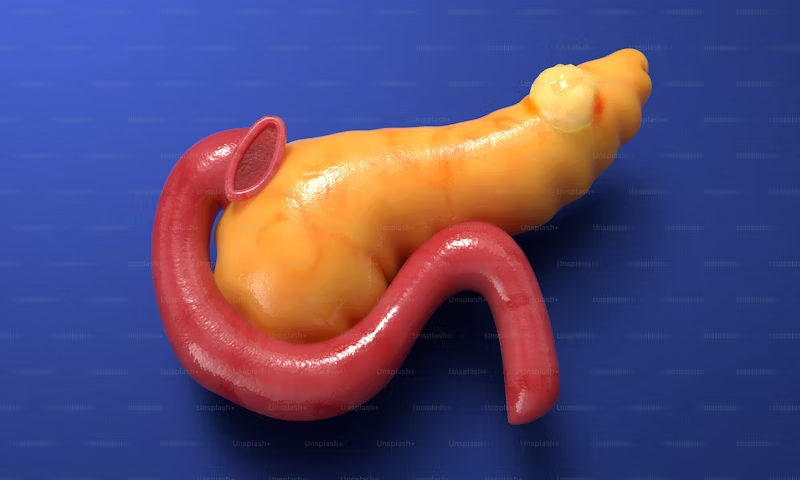 3D rendering of a pancreas