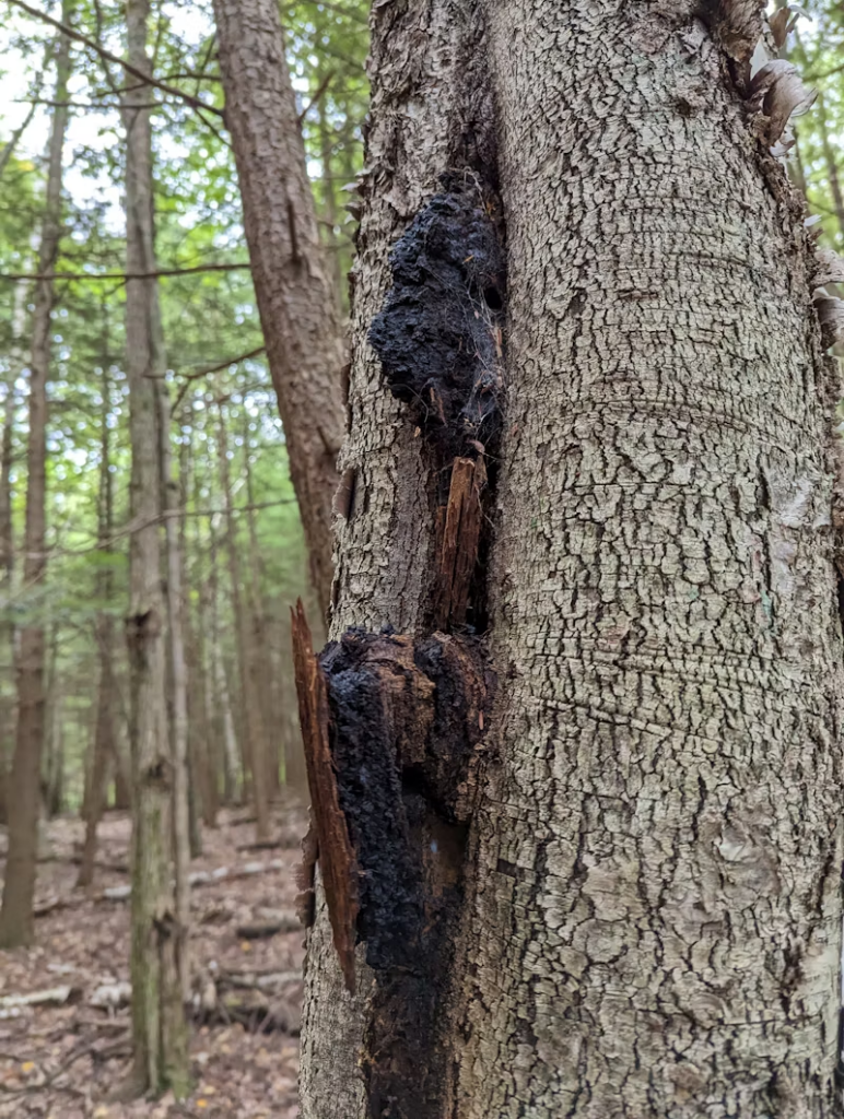 Chaga mushrooms grow on the sides of trees 