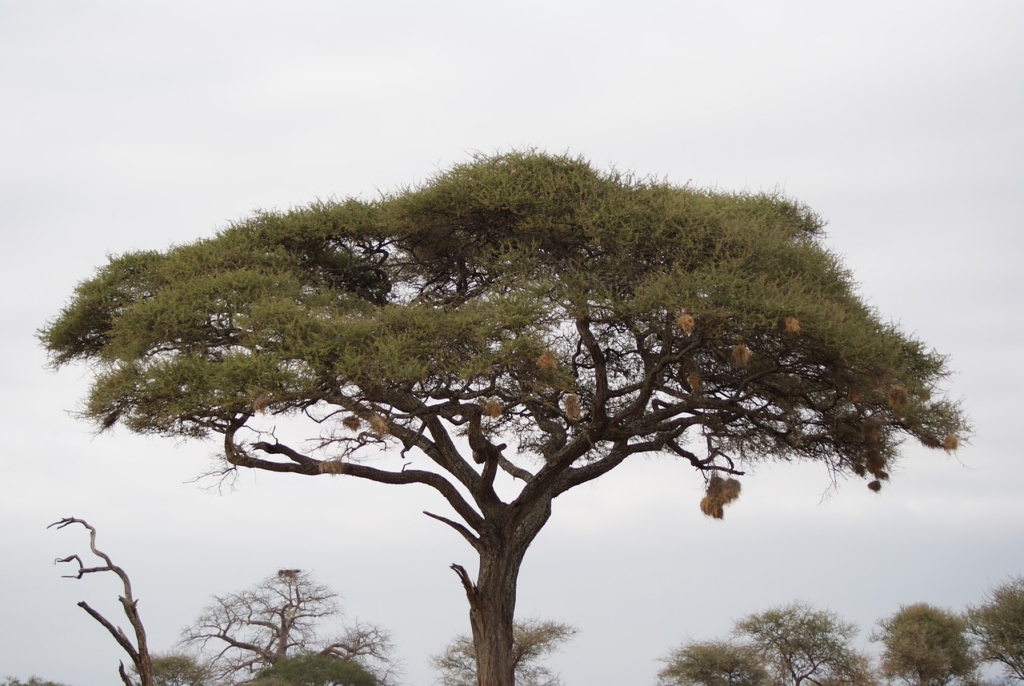 Acacia tree 