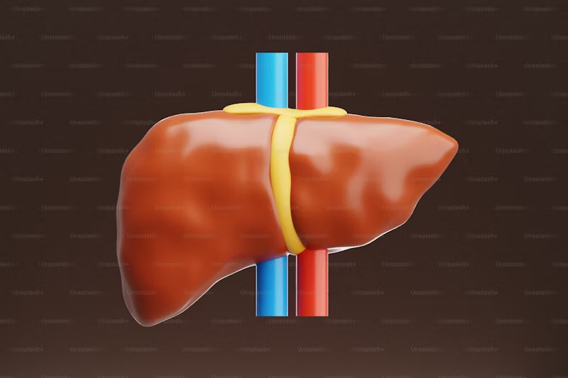 drawing of a human liver