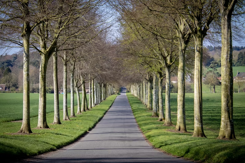 long path with trees on either side