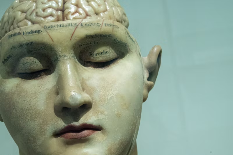 figurine with exposed brain and labels