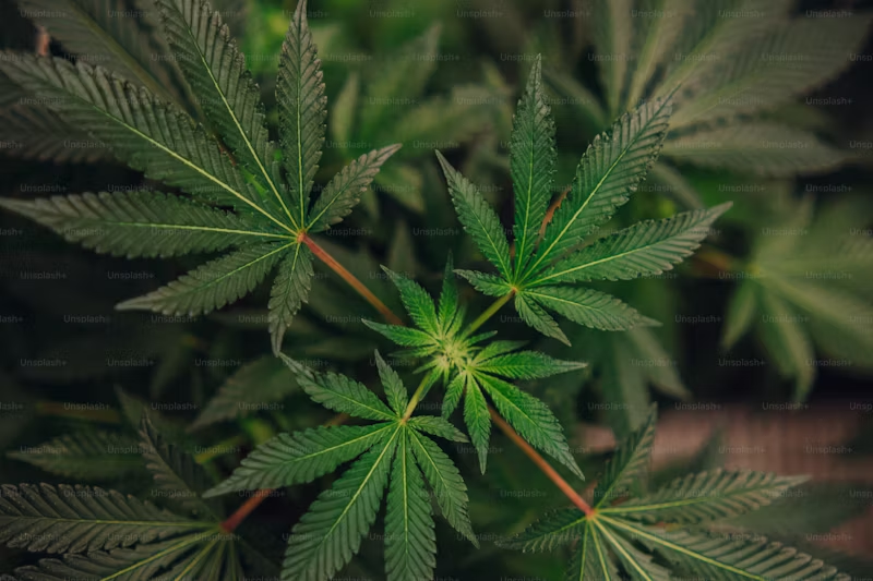 Cannabis leaves growing