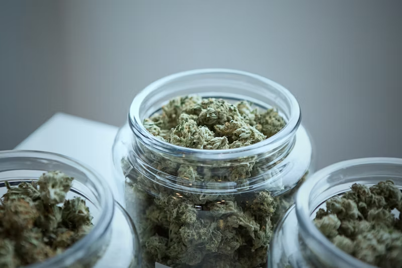 Harvested Marijuana in containers