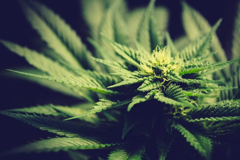 close-up photo of a Marijuana plant