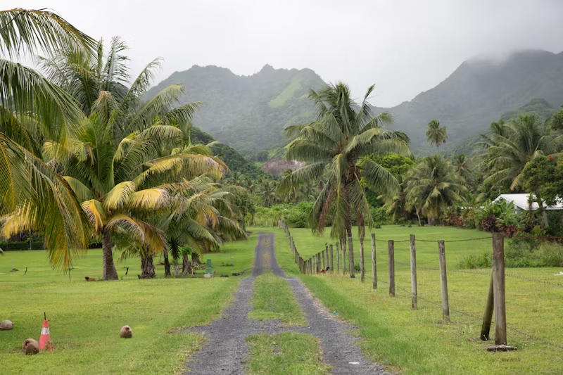 dirt road with palm trees partially lining either side