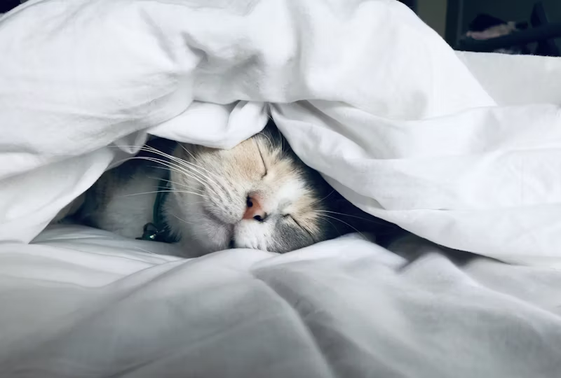 cat asleep under some covers