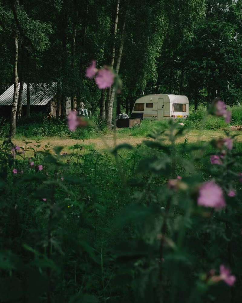home surrounded by trees
