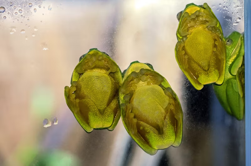 frogs on glass from below