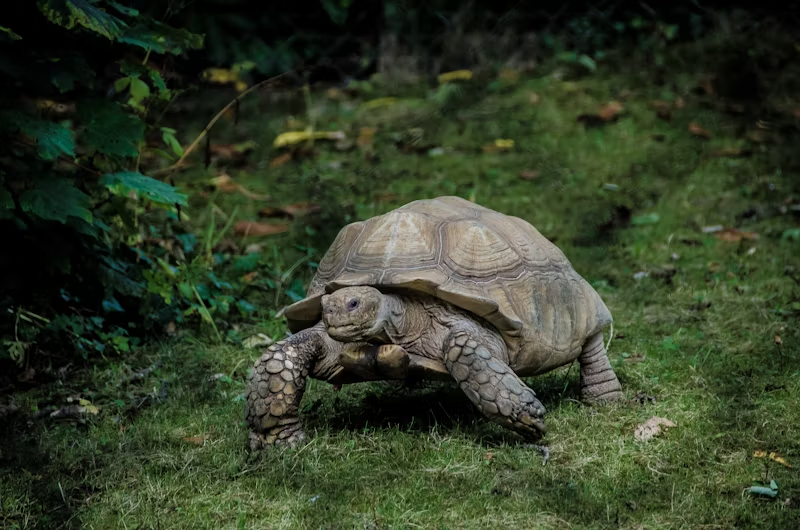 The slowest ager of them all: The tortoise