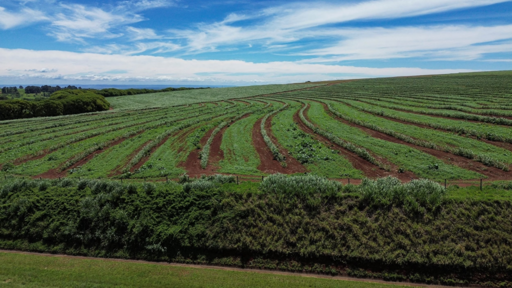 Fields of sugarcane in Brazil