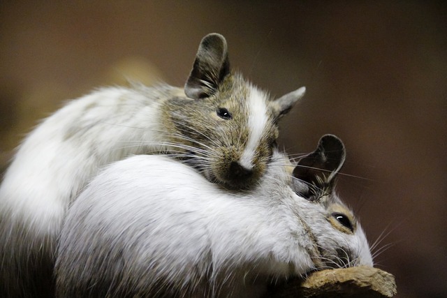 mice