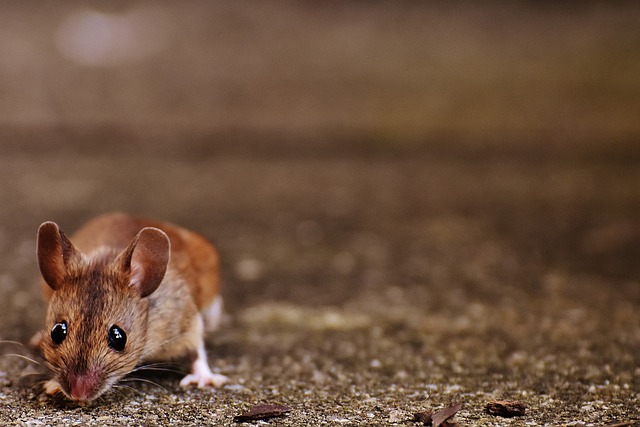 mouse