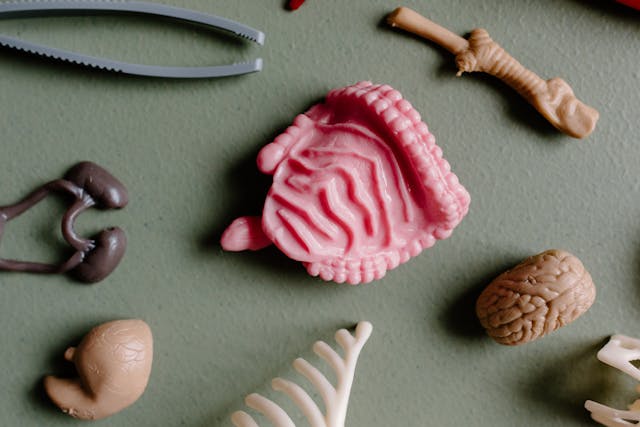 miniature organs from a play set