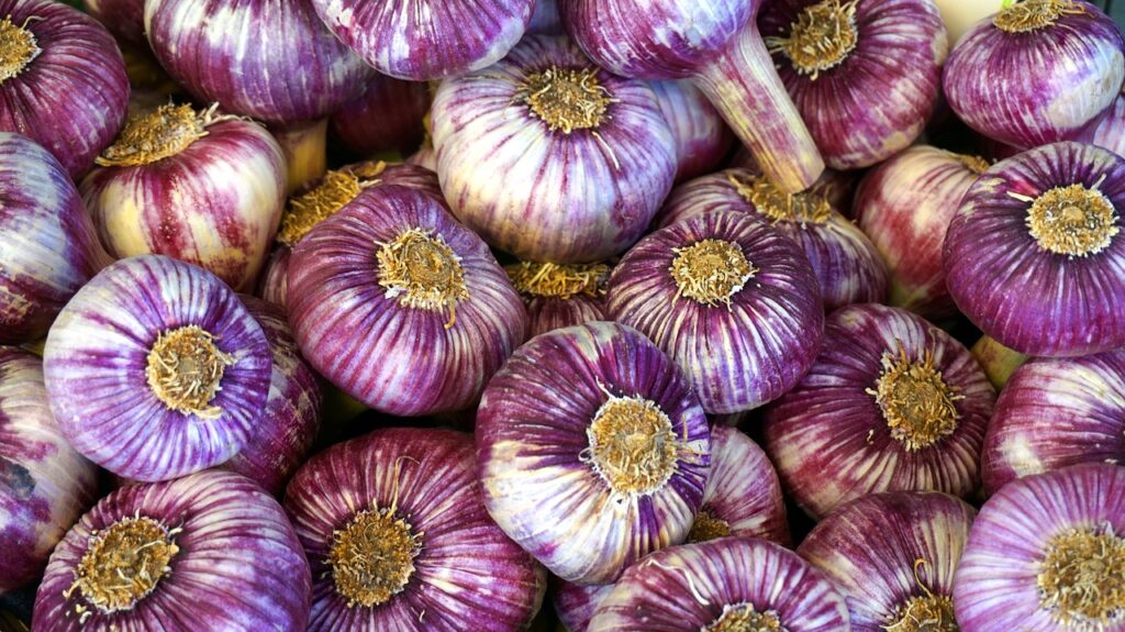 Purple Garlic.