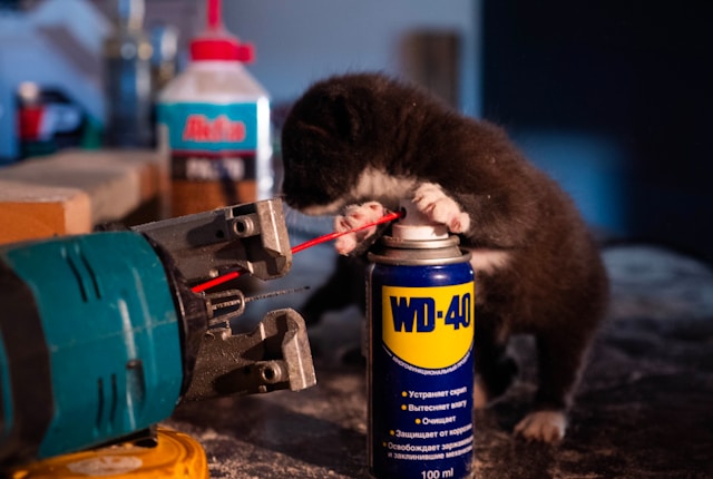 kitten with wd-40