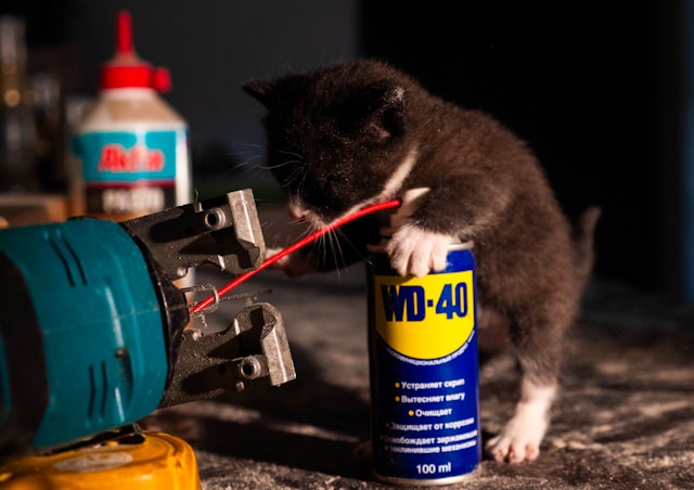 kitten with wd-40