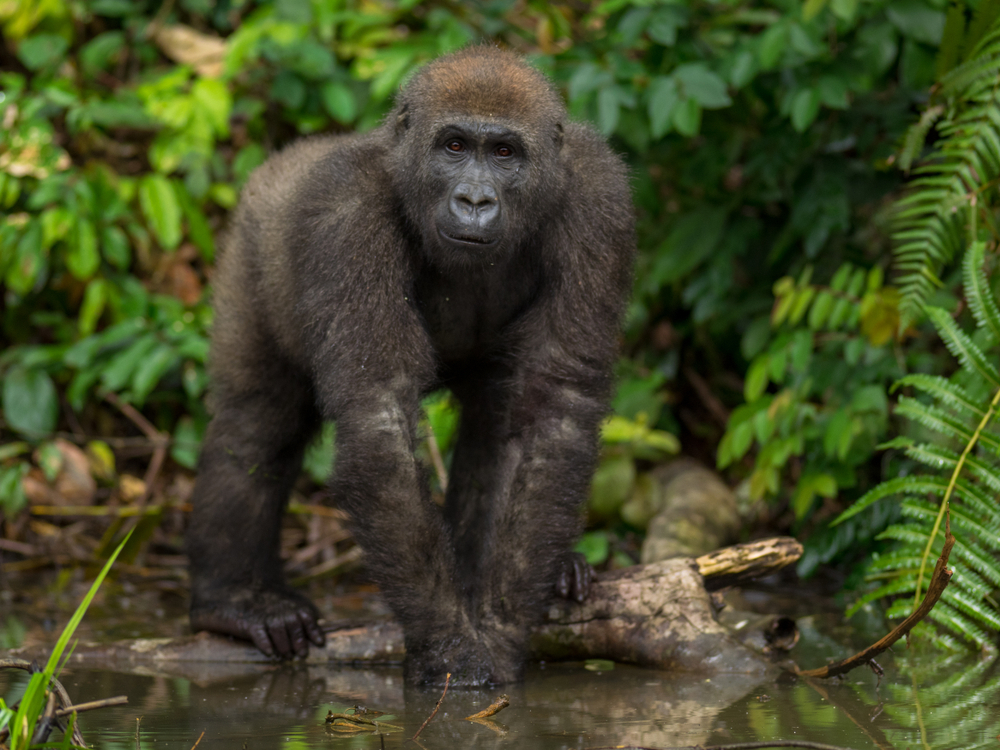 Gorilla in Gabon Endangered eastern gorilla in the beauty of african jungle