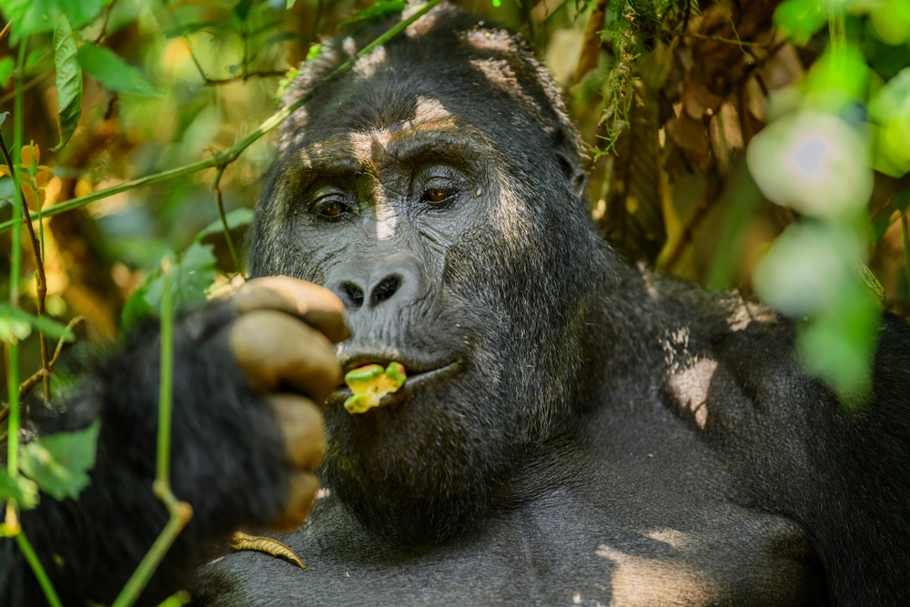 Eastern lowland gorilla in the darkness of African jungle, face to face in the nature habitat, great details, African wildlife, Gorilla gorilla gorilla.