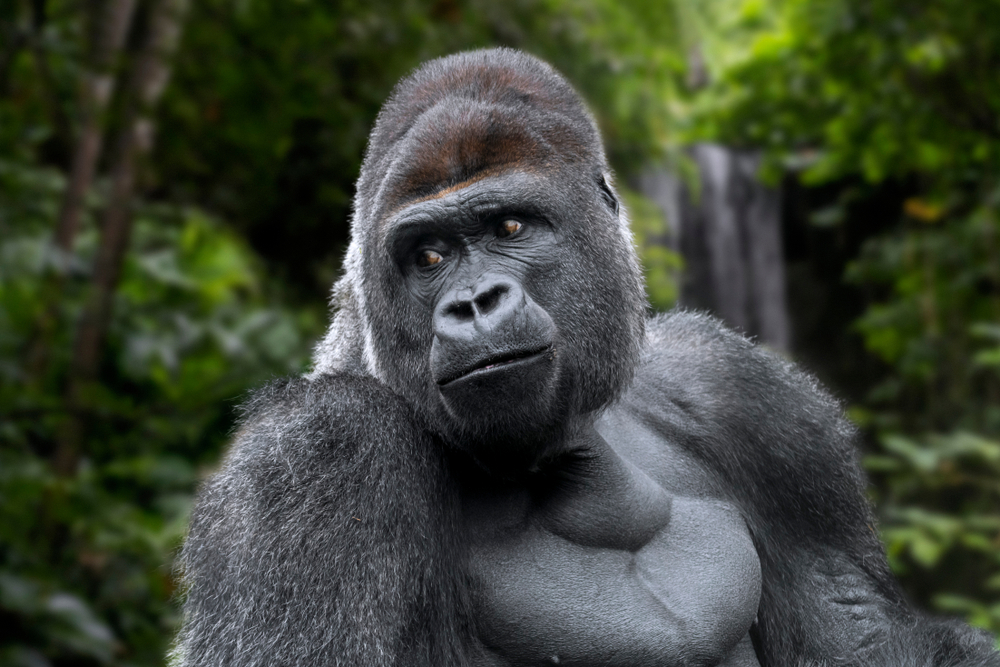 Western lowland gorilla (Gorilla gorilla gorilla) male silverback native to tropical rain forest in Central Africa