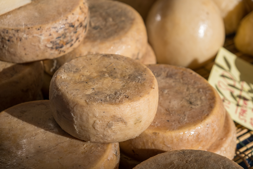 Traditional Sardinian cheese with worms. Banned and illegal cheese with flies and worms inside.