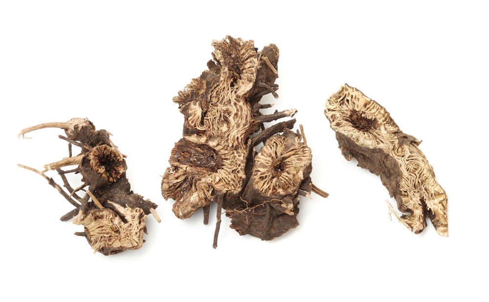 Black cohosh root herb used in natural alternative herbal medicine over white background. Used to treat menopausal and pre menstrual symptoms in women. Actaea racemosa