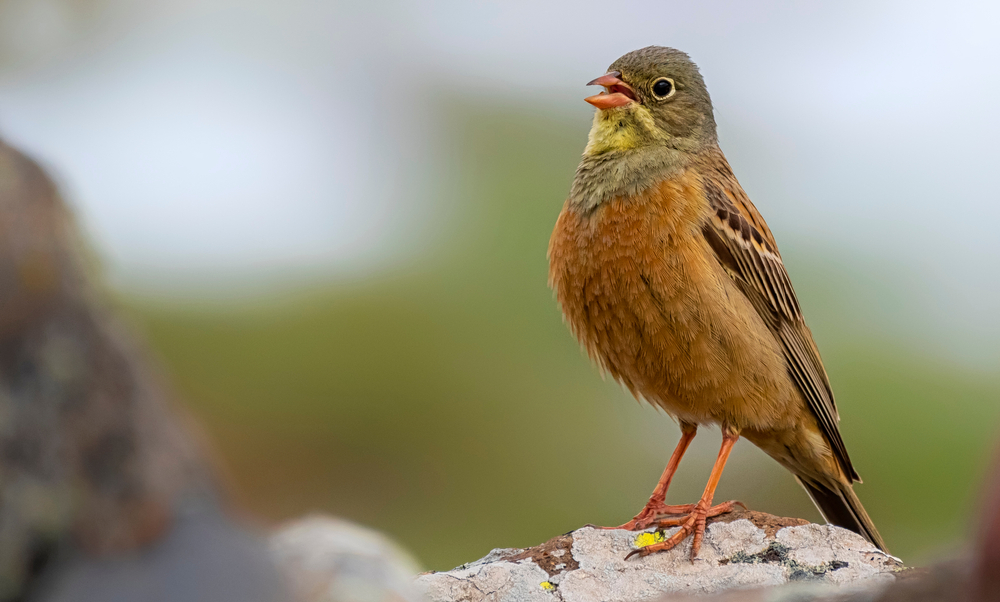 Ortolan Bunting Emberiza on stone