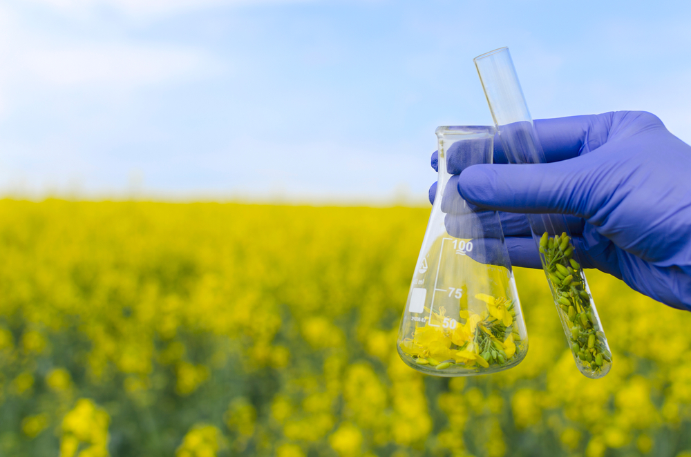 An expert wearing blue gloves and holding lab tubes and ripe canola flowers for researching.Empty space