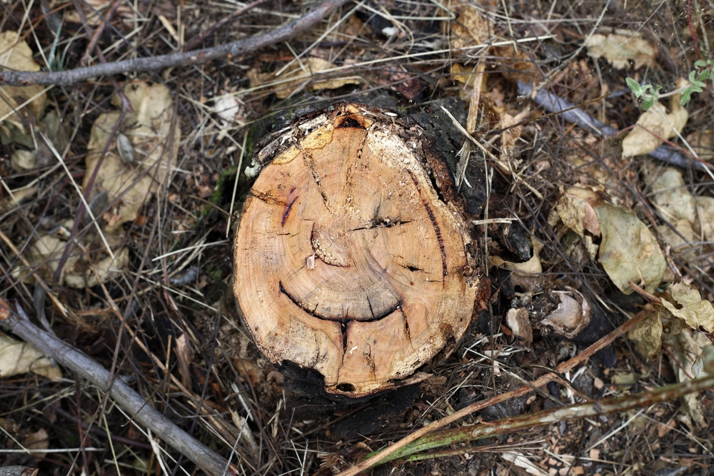 cut trunk that looks like a face, pareidolia