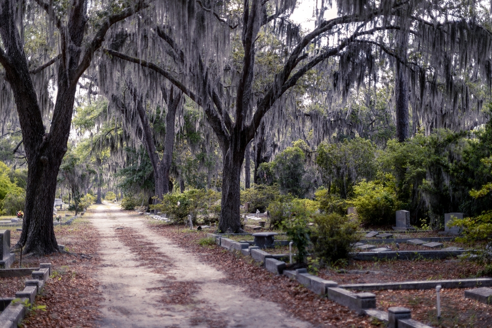 A dirt road leads through the tombstones and Spanish moss-covered trees in the creepy Bonaventure Cemetery, Savannah, Georgia, USA