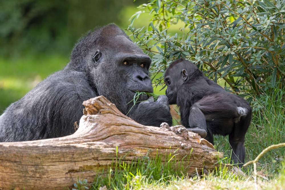 Western Lowland Gorilla with baby