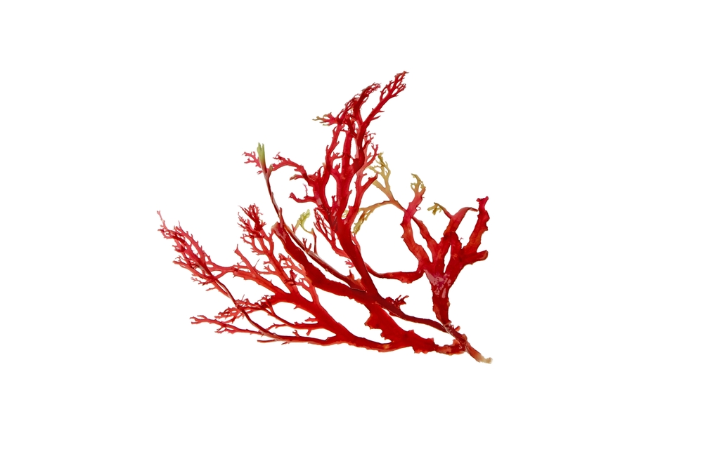 Red seaweed or algae branch isolated on white.
