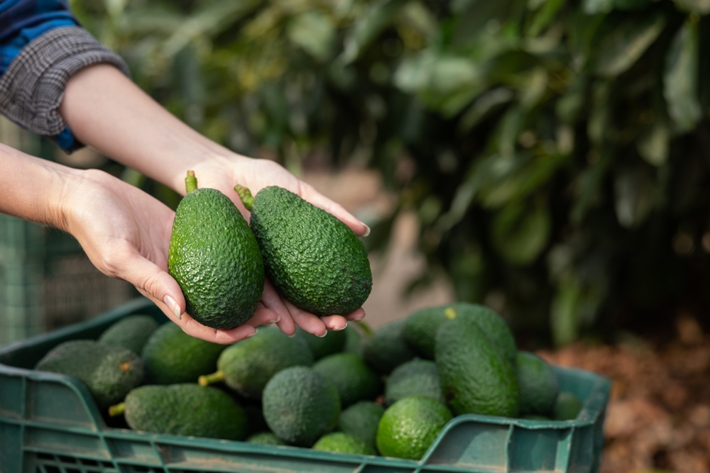Avocado oil, raw healthy organic avocado oil with avocado fruits