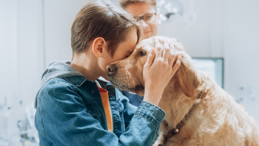 Young Dog Owner Happy to See His Pet Golden Retriever Alive and Well After a Medical Procedure at a Modern Veterinary Clinic by Professional Veterinarian. Boy Petting and Bonding with the Dog