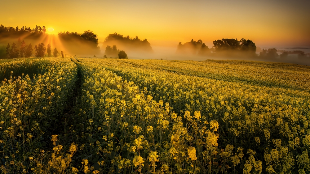 Sunrise on a canola field, New South Wales, Australia