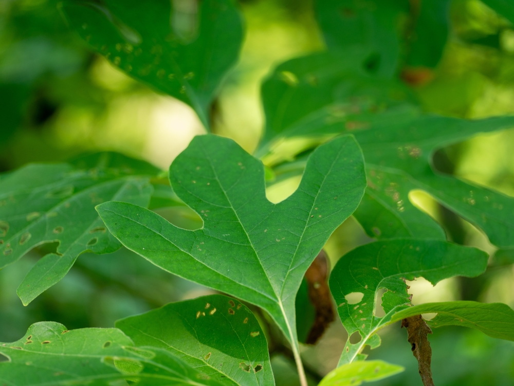 Sassafras albidum is a species of Sassafras native to eastern North America