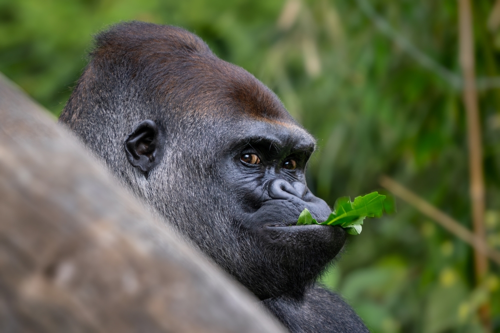 Western gorilla - Gorilla gorilla, iconic large critically endangered ape from African tropical forests, Gabon.