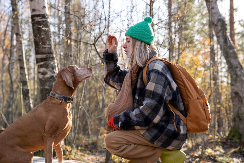 Woman training dog teaching voice command holding food in hand sitting near in park. Walking in northern forest in Europe. Middle aged pet owner with dog on nature. Pet education maintenance concept.