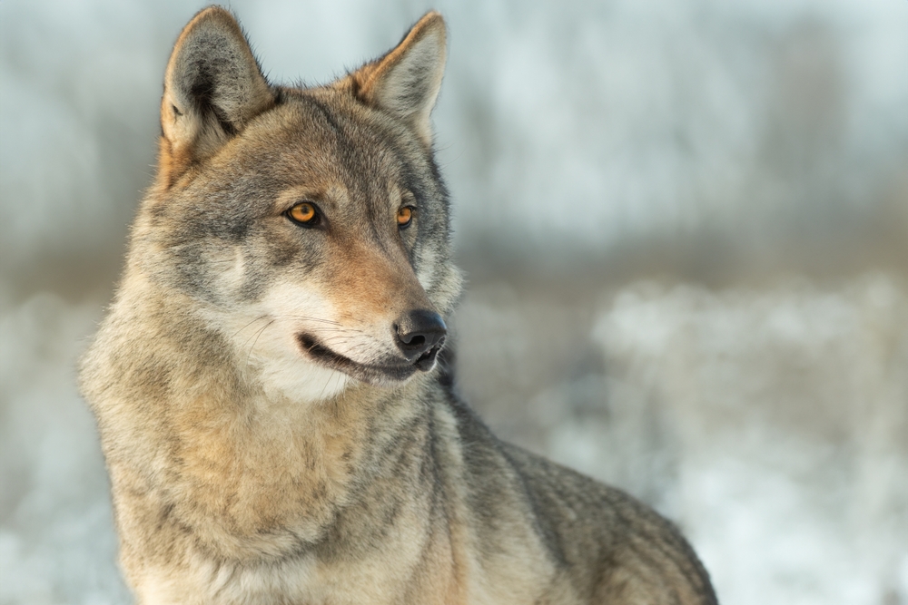 portrait of a Gray wolf on a blurred background