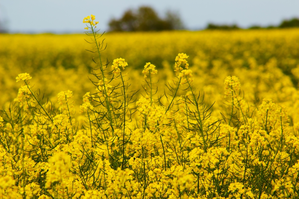 Yellow rapeseed plants in a flower field during spring in the South of France. Rapeseed, Brassica Napus, rape, oilseed rape flowering plants used to produce vegetable oil seed crops, canola, colza oil