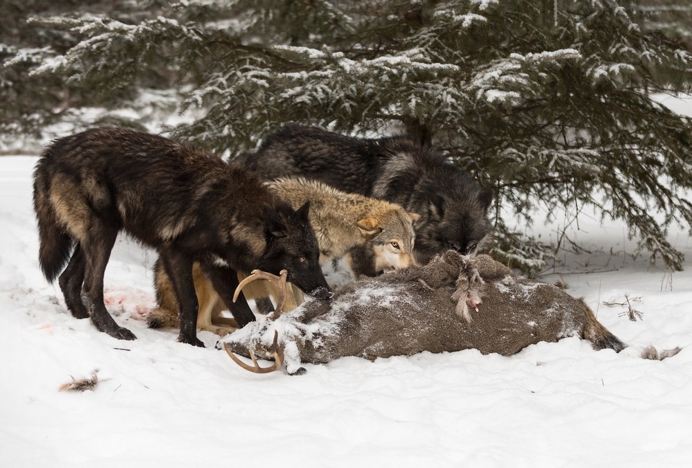Grey Wolves (Canis lupus) Look Up Over White-Tail Deer Carcass Winter - captive animals
